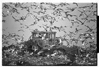 Seagulls flying around bulldozer at dump, Belfast