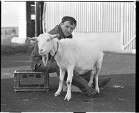 John Carson milking his goat at home, County Down